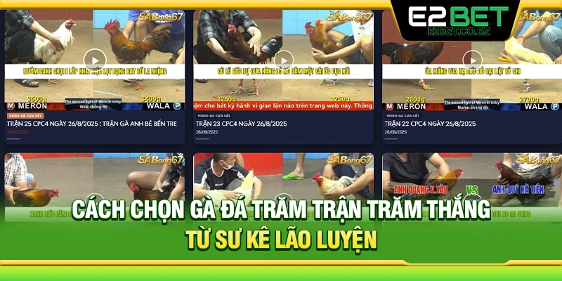 Cách Chọn Gà Đá Trăm Trận Trăm Thắng Từ Sư Kê Lão Luyện