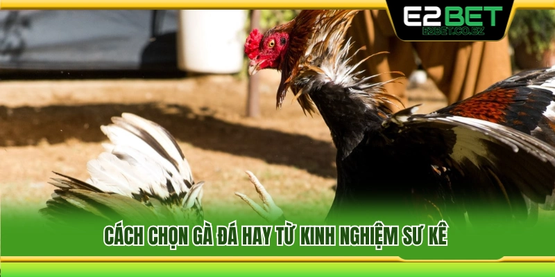 Cách chọn gà đá hay chuẩn dân chơi 