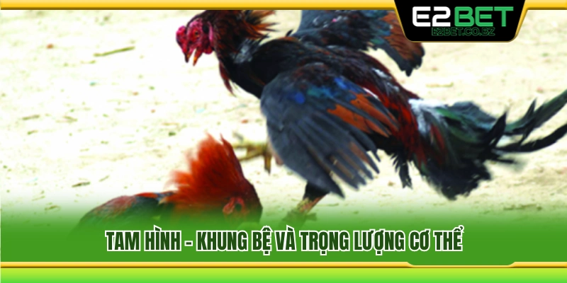 Đánh giá tam hình, khung bệ và cân nặng của gà đá 