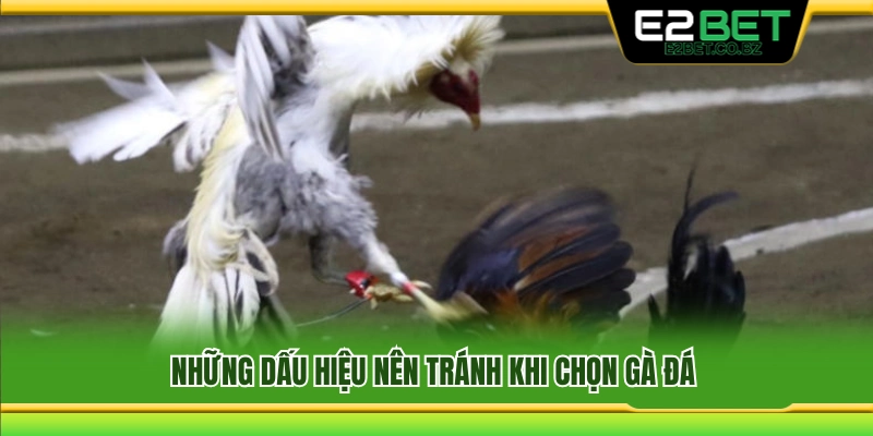 Các đặc điểm không nên chọn ở gà đá 