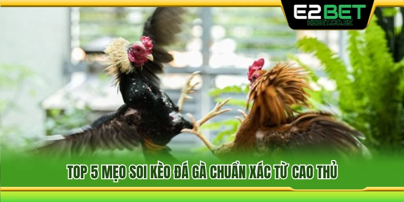 5 Kinh nghiệm soi kèo đá gà được nhiều cao thủ chia sẻ 